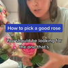 Howto de beste rozen plukken