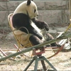 Panda op stoel