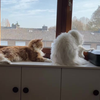 Lieve kat is dol op huisgenoten