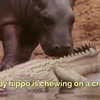 Nijlpaardje heeft honger 