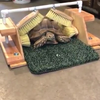 Schildpad is vies