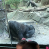 Gorilla's zijn ook net mensen