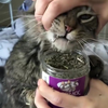 Kat gaat hard op kattenkruid