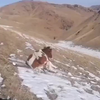 Koe glijdt van besneeuwde berg