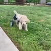 Ja? Mag ik mijn rolstoel?