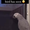 Deze vogel heeft dingen meegemaakt