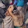 Levensgevaarlijke politiehond bijt journalist 