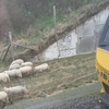 Kudde schapen trein uitgezet, hadden geen geldige OV-schaapkaart
