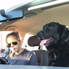 Met je hond in de auto 