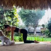 Ochtend yoga onderbroken