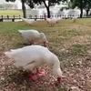Vader van het jaar vs gans