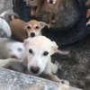 Hondjes gevonden in een gat 
