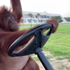 Orang Oetan aan het rijden 