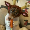 Rudolf <3 wortel