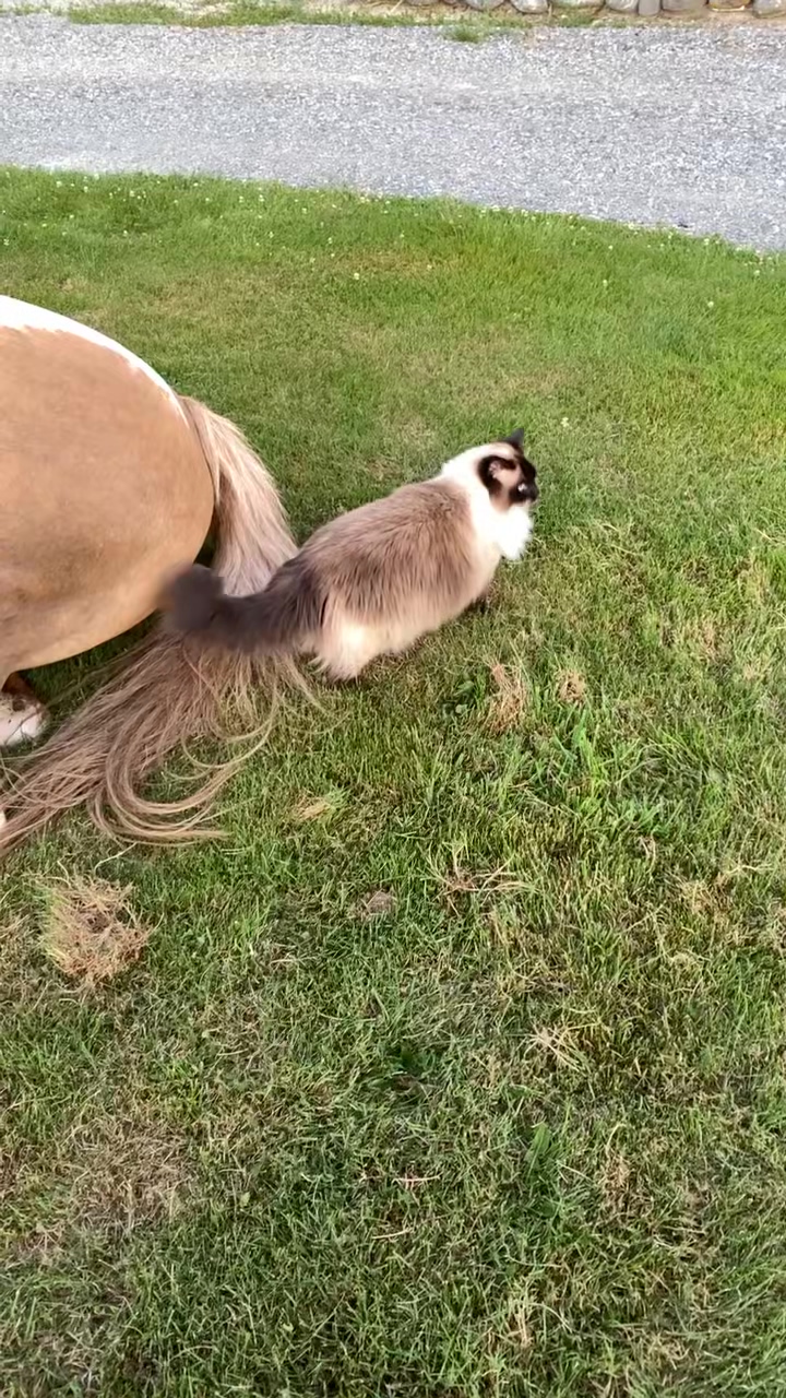 Dumpert Poesje Wegjagen