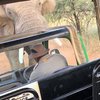 Road ragen met een olifant