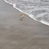 Vogel op het strand