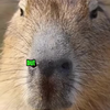 Capybaras zijn gewoon dom 