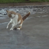 Poeskat is dom