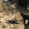 Chimpanzee rouwt om baby