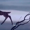Rennen Bambi!