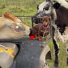 Koe heeft trek in hotdog 