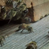 Japanse honingbijen vs Aziatische reuzenhoornaar