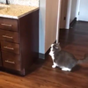 Kat waagt de sprong