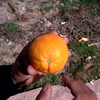 Trucje met sekssinaasappel
