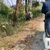 Neushoorn beukt wagen van de weg