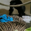 Moeder aapje krijgt kind terug