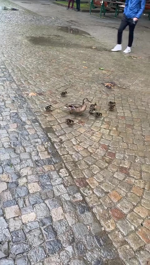 Dumpert nl Moeder Heeft Geen Tijd