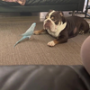 Hond met ochtendhumeur