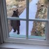 Schat? Er staat een beer voor de deur.