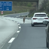 Wolven nemen de Duitse snelweg over