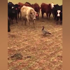 Epic battle tussen gans en koeien