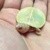 Baby albino schildpad