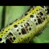 Dumpert Freaky Insects