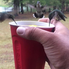 Kolibri's aan de zuip