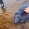 Schattig zeehondje in de water