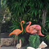 Flamingo spot een lekker mokkeltje