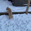 Vrolijk hondje in de sneeuw