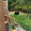 Beren uit de tuin jagen