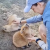 Baby capibara's 