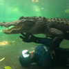 Alligator bijt duiker bijna in gezicht