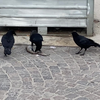 Rat in Parijs 