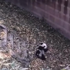 Panda's zijn een beschermde diersoort