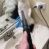 Je slang laten zien aan een poes