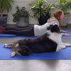 Yoga met je hond