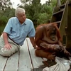 Classic David Attenborough in Borneo